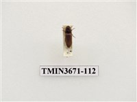 藏品(叩頭蟲(2))的圖片